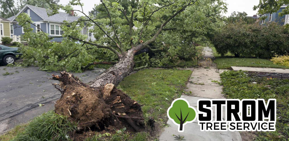 Tree Service - Storm Damage Cleanup - Repair - Grand Forks - Fargo - North Dakota - ND